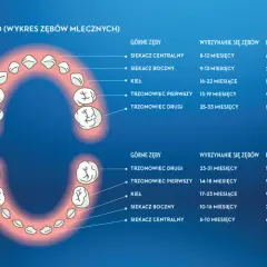 Ile zębów ma człowiek? Od mleczaków po ósemki pełny przewodnik
