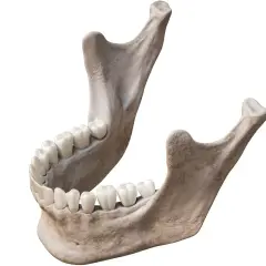 Anatomia szczęki i żuchwy z zębami. Widok kości szczęki i żuchwy, ukazujący ich budowę i osadzenie zębów.