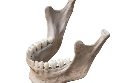 Anatomia szczęki i żuchwy z zębami. Widok kości szczęki i żuchwy, ukazujący ich budowę i osadzenie zębów.