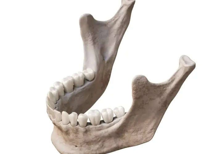 Anatomia szczęki i żuchwy z zębami. Widok kości szczęki i żuchwy, ukazujący ich budowę i osadzenie zębów.