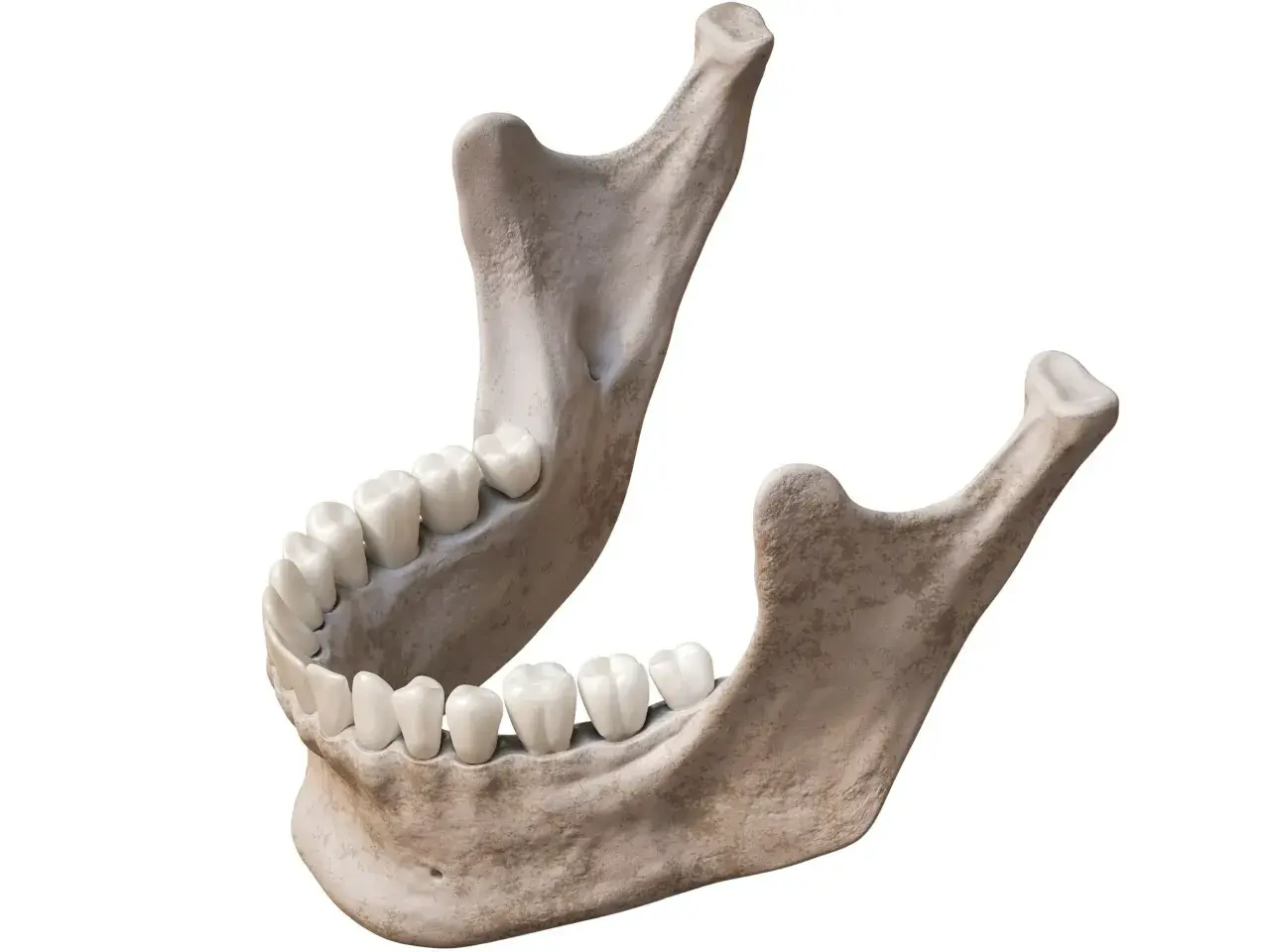 Anatomia szczęki i żuchwy z zębami. Widok kości szczęki i żuchwy, ukazujący ich budowę i osadzenie zębów.