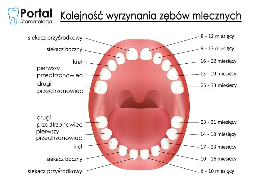 etapy wyrzynania zęba diagram