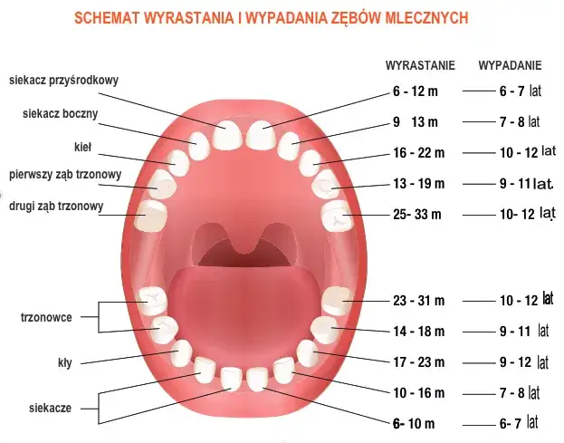 schemat uzębienia mlecznego i stałego dziecka